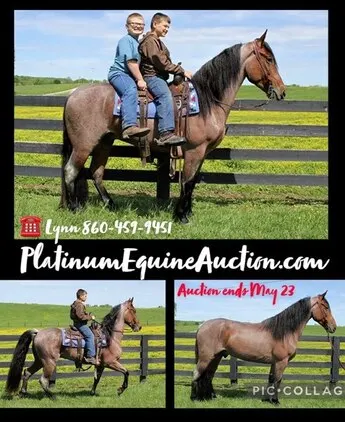 Place your bids at www.PlatinumEquineAuction.com beginner safe, super smooth gaited, great on trails and well broke!