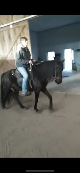 14.1 Sweet Easy To Ride Gelding