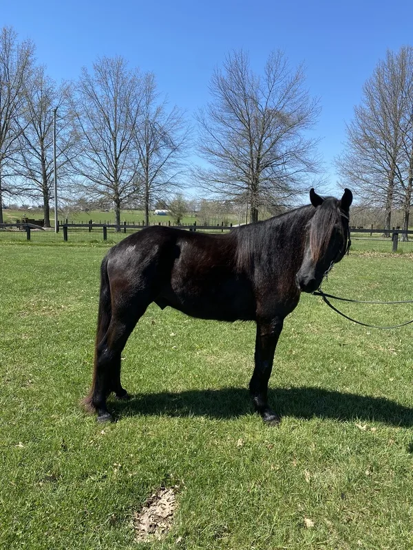 14.1 Sweet Easy To Ride Gelding