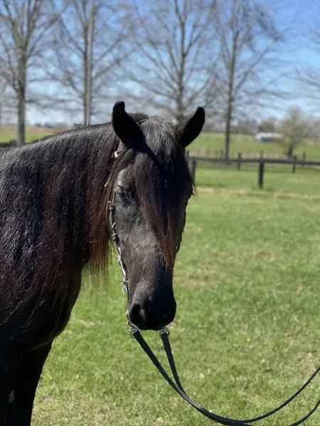 14.1 Sweet Easy To Ride Gelding