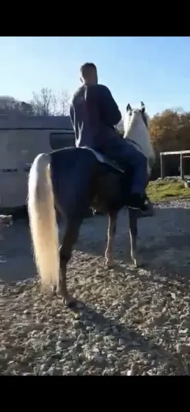 Stunning Sweet Breeding Stallion