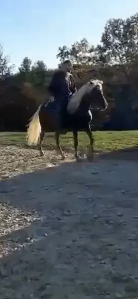 Stunning Sweet Breeding Stallion