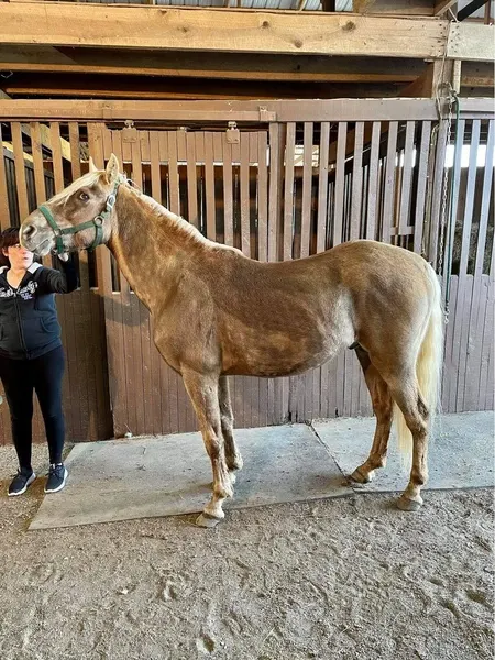 Stunning Sweet Breeding Stallion