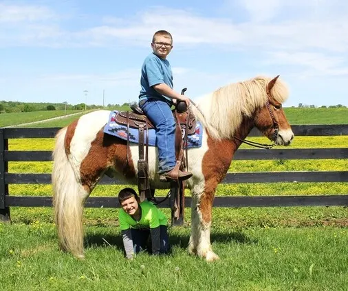 Place your bids at www.PlatinumEquineAuction.com beginner safe, great on trails, SUPER SMOOTH GAITED!!! Drives under harness as well!