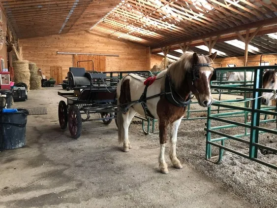 Place your bids at www.PlatinumEquineAuction.com beginner safe, great on trails, SUPER SMOOTH GAITED!!! Drives under harness as well!