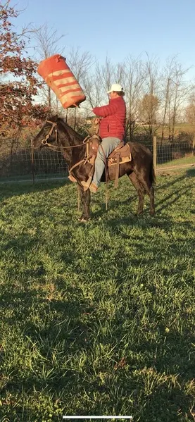 14.1 Neck Reining Black Trail Horse