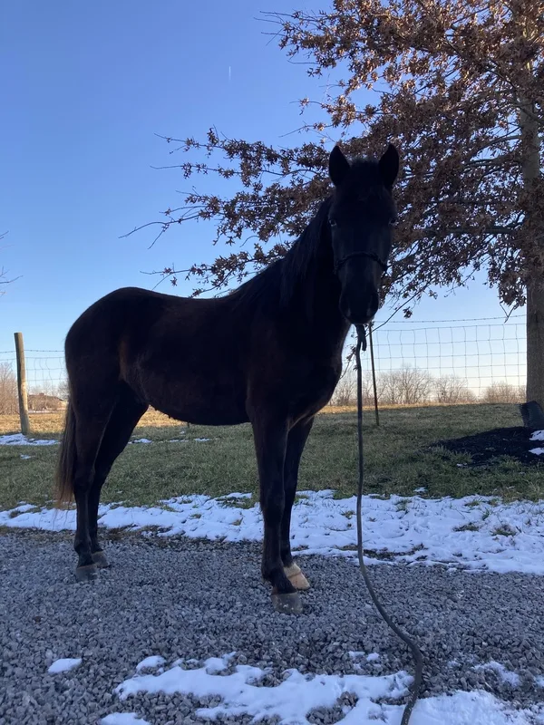 14.1 Neck Reining Black Trail Horse