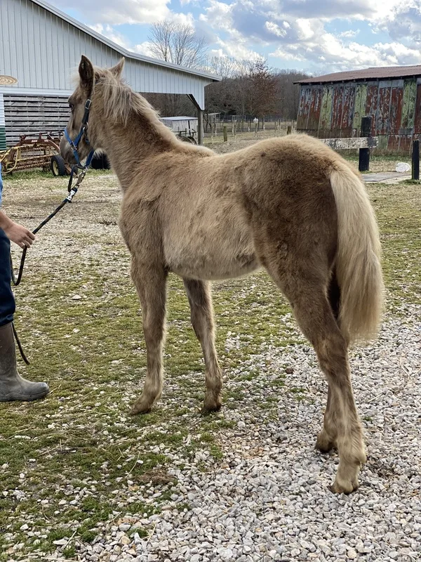 Pretty Chocolate yearling Filly