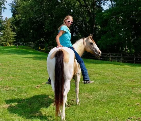 Trail horse, Dressage prospect, proven Jumper