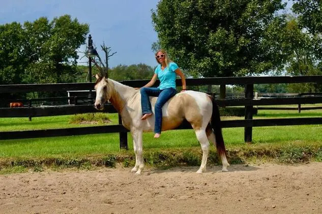 Trail horse, Dressage prospect, proven Jumper