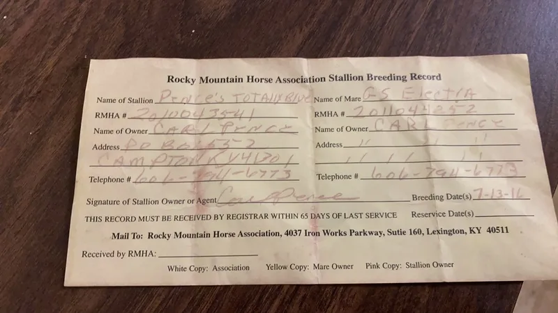 Gorgeous 14.3 Neck Reining Trail Horse