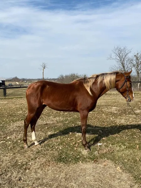 Gorgeous 14.3 Neck Reining Trail Horse