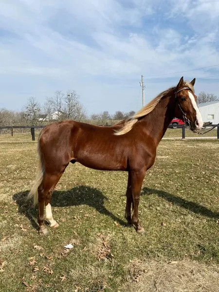 Gorgeous 14.3 Neck Reining Trail Horse