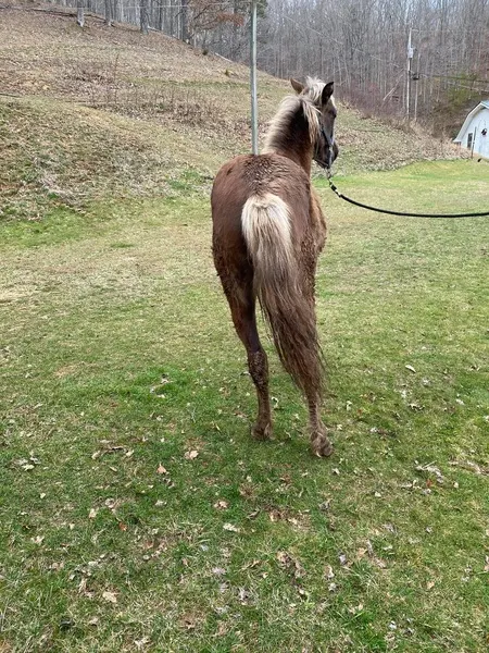 Gorgeous Chocolate Yearling Colt