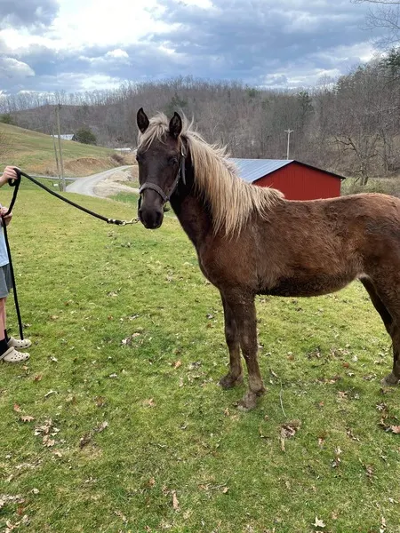 Gorgeous Chocolate Yearling Colt