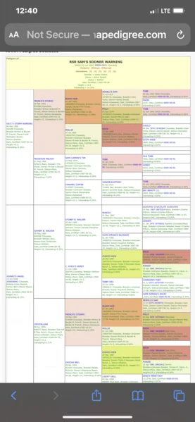 Gorgeous Chocolate Yearling Colt