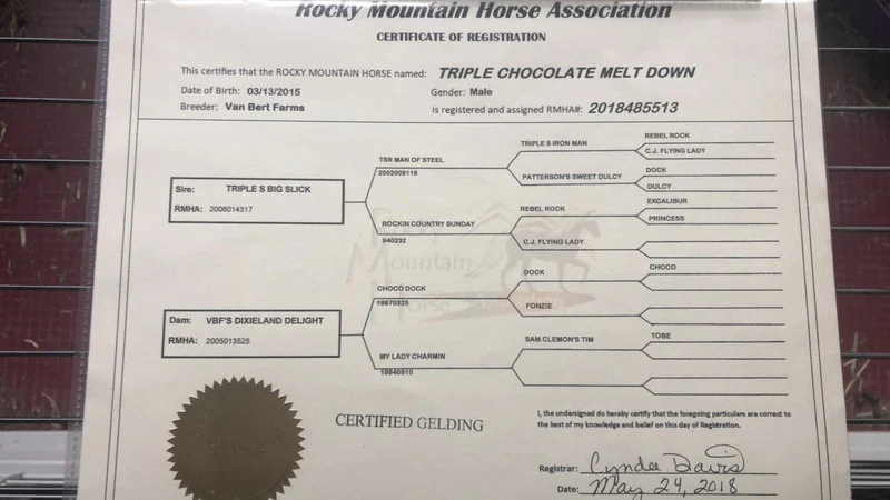 Sweet 16 HH Chocolate Trail Horse