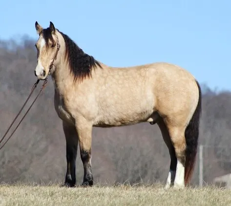 Trail, Ranch, Roping, Team Sorting/Penning horse! Lots of handle, fancy broke BUCKSKIN!