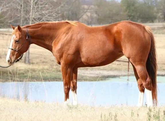 Quarter Horse