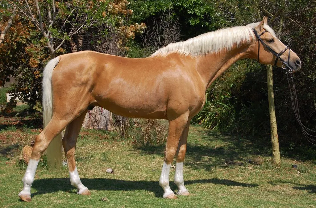 Benefits of Tennessee Walking Horse