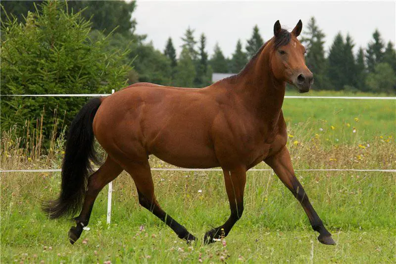 Choosing the Right Horse for Your Needs