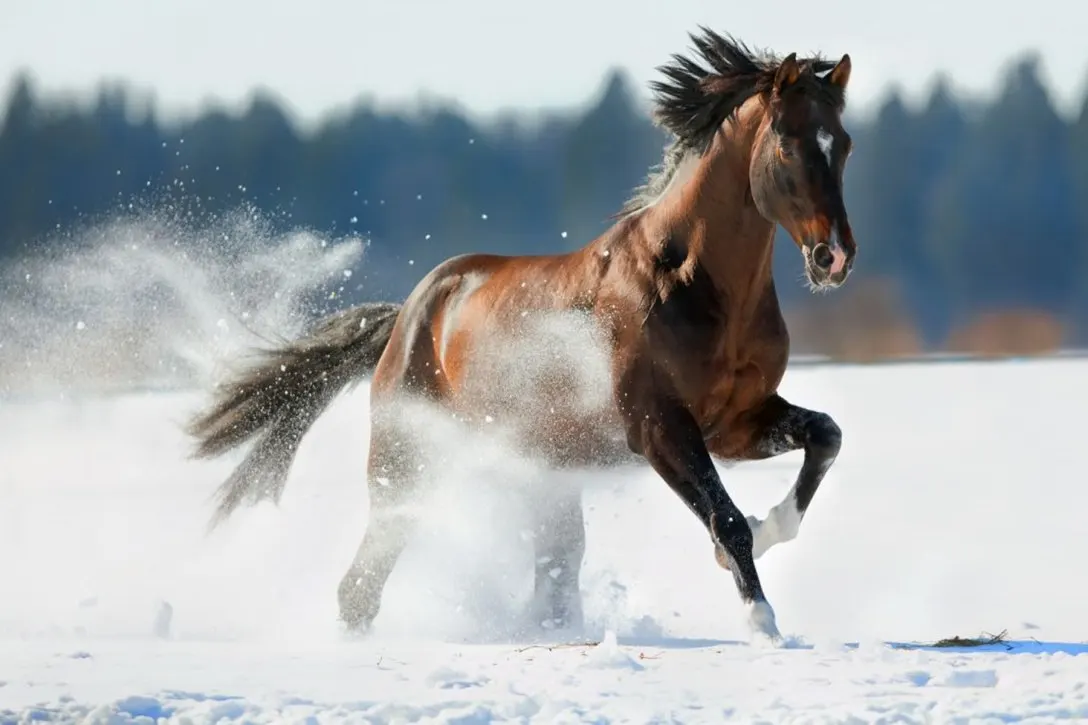 Best Horse Breeds for Beginners
