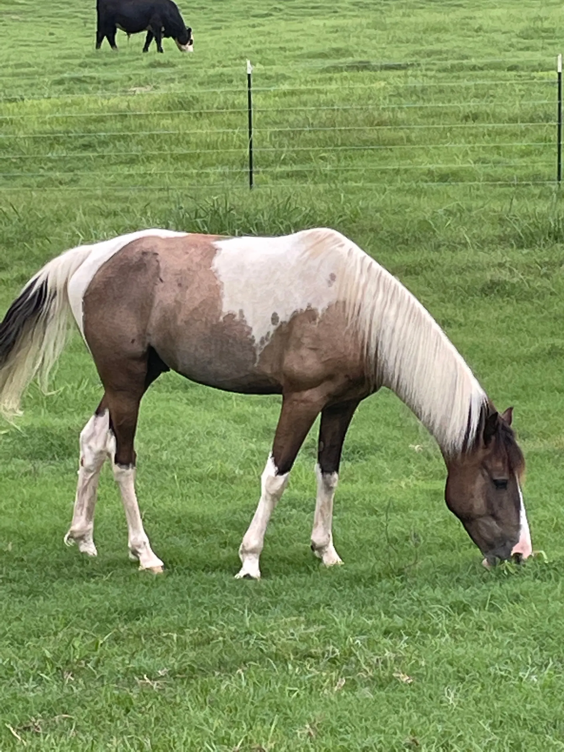 Gaited Paint Horse-3 Year Old