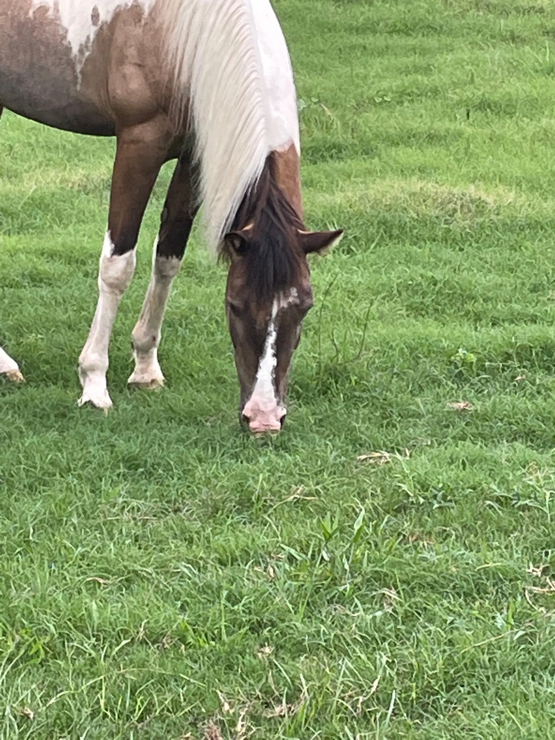 Gaited Paint Horse-3 Year Old