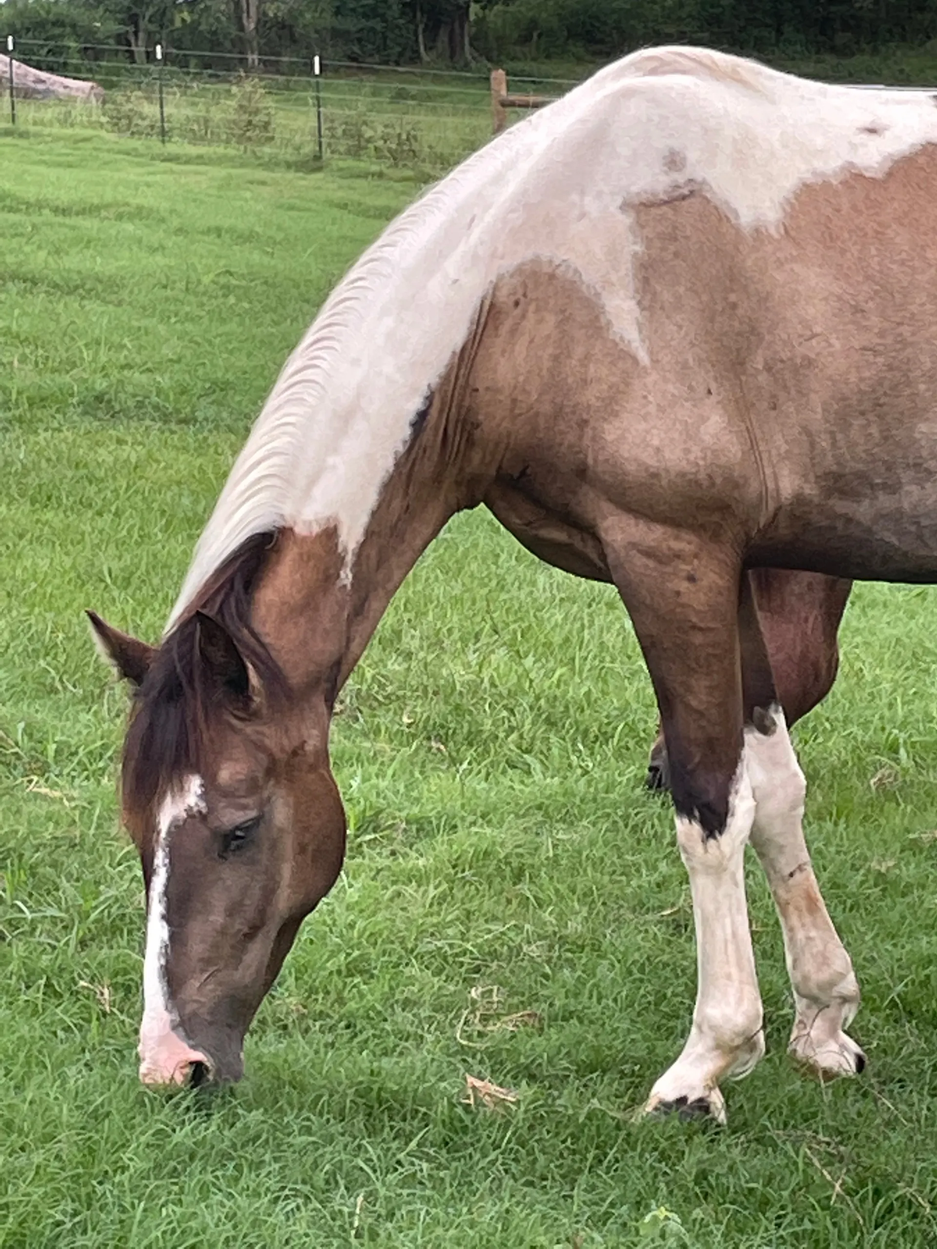 Gaited Paint Horse-3 Year Old