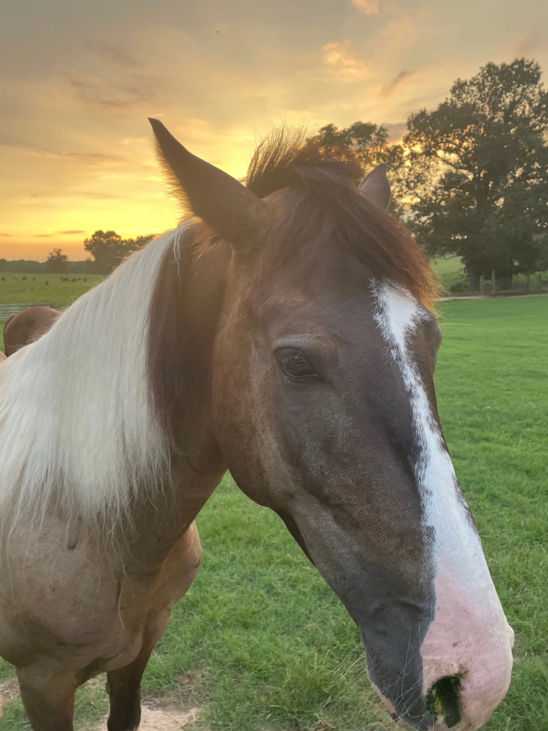 Gaited Paint Horse-3 Year Old