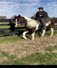 14 Hand Beautiful Spotted Gelding for sale in USA