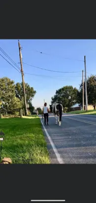 15.3 Spotted saddle for sale in Marketplace