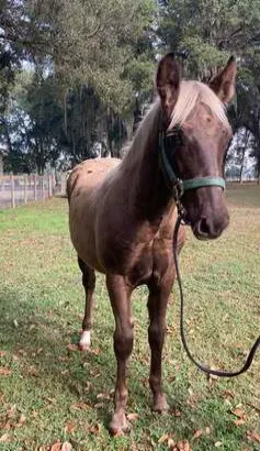 Chocolate Rocky Mountain Horse for sale in usa