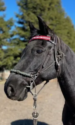 Beautiful Black Tennessee Walking Horse Mare sale For USA
