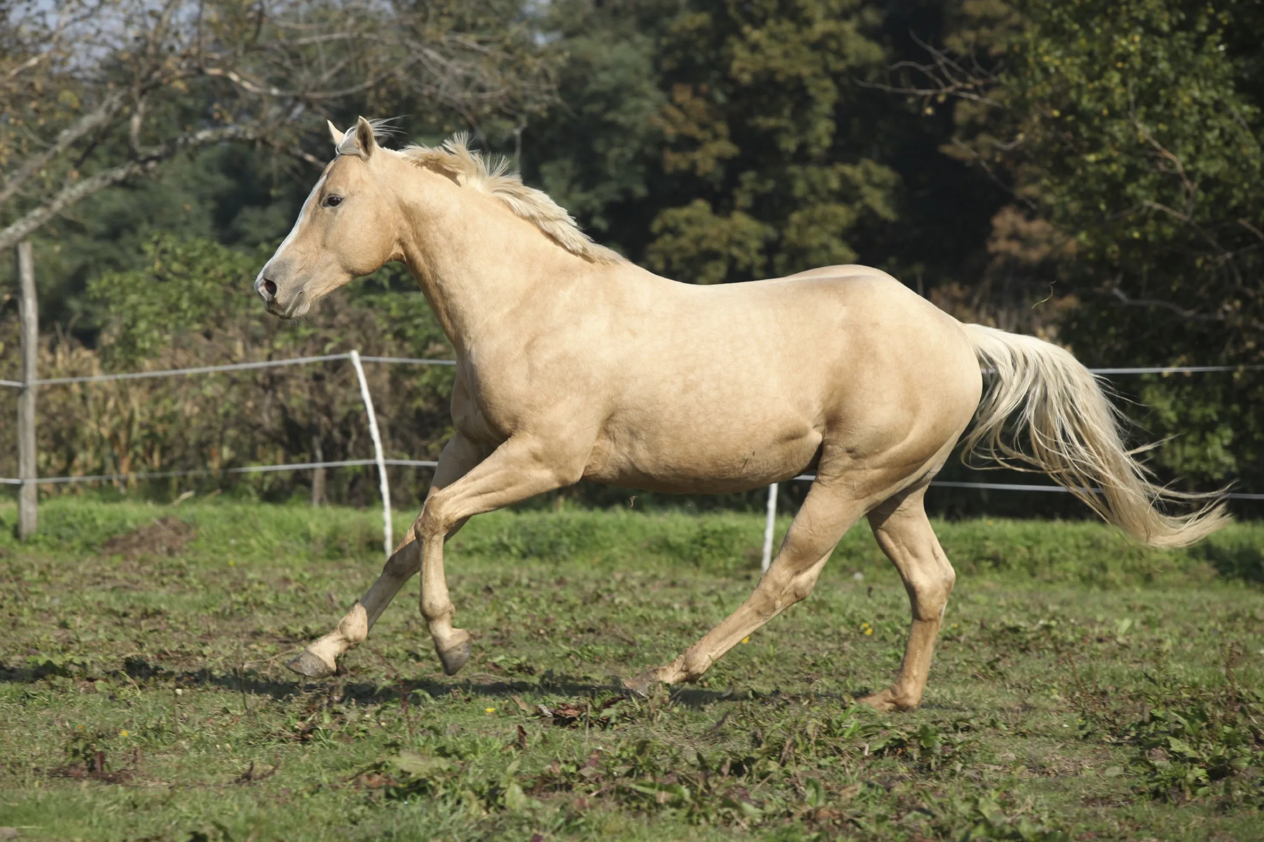 Finding a Reputable Breeder or Seller to buy Tennessee Walking Horses