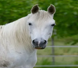 Campeiro Horse sale marketplace-buy this beautiful Horse