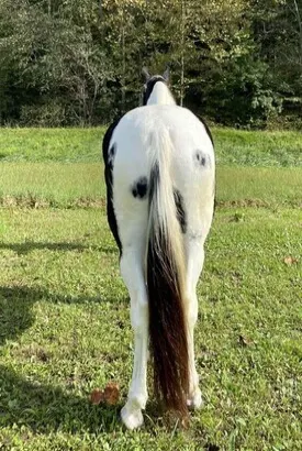 Safe trail horse, gentle for any rider on trails! Super smooth gaited and Very Flashy, Spotted Saddle