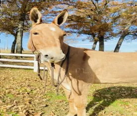 Mule Horse Free Classifieds