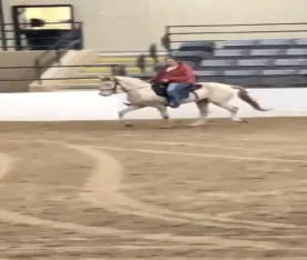 Gorgeous Rare Smokey Cream Dun Colt Rocky Mountain horse