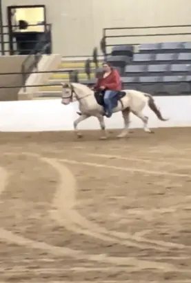 Gorgeous Rare Smokey Cream Dun Colt Rocky Mountain horse
