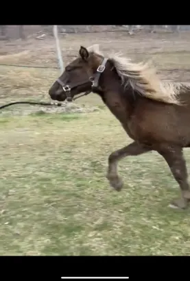 Gorgeous Chocolate Yearling Colt