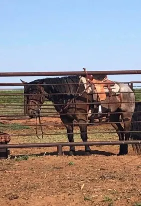 Roan color Beautiful Quarter Horse