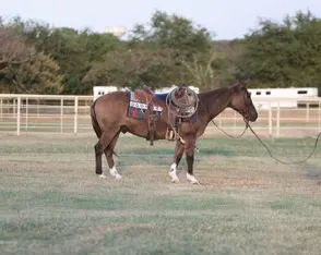 Safe, Ranch/Trail Ready, Penning, Sorting… Loud Colored Grulla Mule!!!