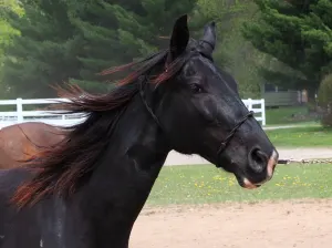 Beautiful 8 year old Tenessee Walker mare