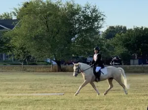 Tennessee Crossed Gaited Sport Pony for Sell