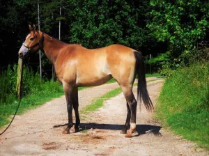 Success. 2013 AQHA Buckskin 15.3 Hands