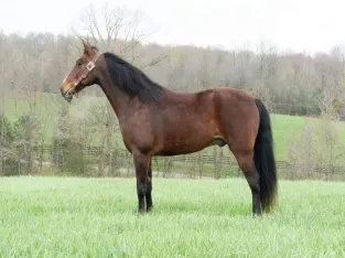Beautiful Kentucky Mountain Horse Sale