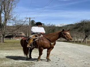 Quarter Horse Sale In Best Gaited Horse Marketplace