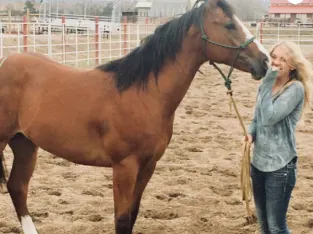 All Gaited horse Free Classifieds