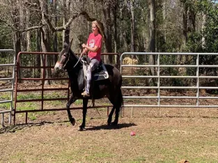 Draft mule Molly for Sale In USA